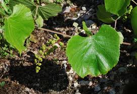 Image result for Vitis