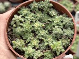 Image result for Crassula setulosa