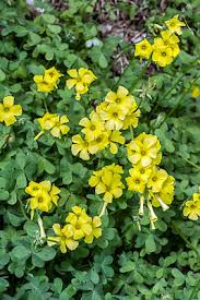Image result for Oxalis pes-caprae