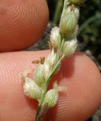 Image result for Panicum chionachne