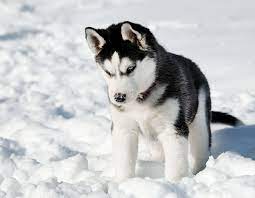 husky siberien bonnes questions husky choisir chiot nuotraukos hd husky dogs husky puppy cute husky puppies