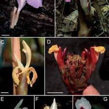 Image result for Aframomum wuerthii