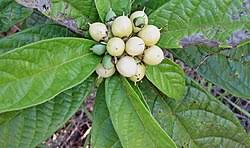Image result for Cordia mukuensis