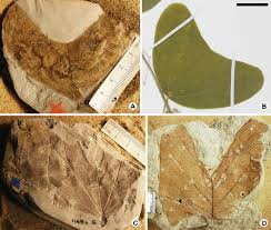 Image result for Basananthe pedata