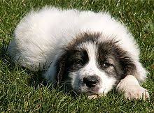 Câine ciobănesc de bucovina) is one of the largest and most powerful rustic livestock guardian dogs and has strong guard dog qualities. Bucovina Shepherd Dog Wikipedia