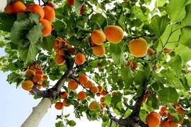 It is well suited to lawns and urban landscapes. Apricot Trees Buying Growing Guide Trees Com