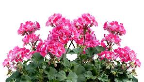 Funeral flowers are symbolic of certain emotions, and while the general message of a sympathy flower will be understood in any context, individual types of flowers can communicate slightly different meanings. Geranium Flower Meaning Symbolism And Colors