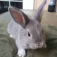 So excited for my little fluffs! Pin By Kari Pelaez On Favorite Animals Animals Bunny Holland Lop