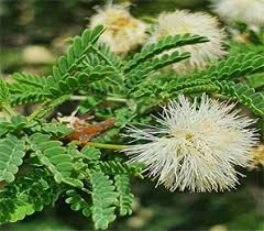 Image result for Acacia hockii
