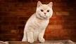 British Shorthair Kittens For Sale | Buy Now | Homepage ...