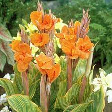 They are two names for the same variety. Pretoria Canna Lily Bulbs Canna Indica High Country Gardens