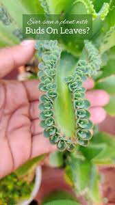 Image result for Bryophyllum
