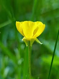 Image result for Ranunculus stagnalis