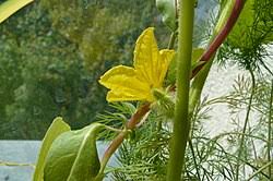 Image result for Cucumis aetheocarpus