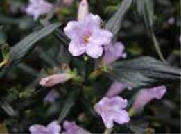 Image result for Strobilanthes anisophylla