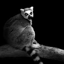 Black And White Photos Of Animals In Shadows Dramatic Black And White Photo Of A Ringtail Lemur For The Shadows Of The Zoo Collection By Studio Zoom Animal Photography Animals Zoo Animals