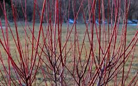 We've noticed you are using on outdated version of internet explorer. Buy Variegated Dappled Willow Bush Free Shipping 1 Gallon Size Salix Integra Hakuro Nishiki For Sale From Wilson Bros Gardens