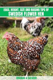 Sorry for my noob question, this is all new to. Swedish Flower Hen Eggs Height Size And Raising Tips