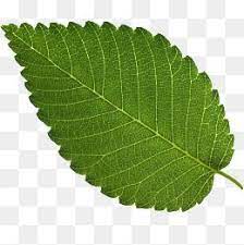 Leaves Of Trees Leaf Texture Red Leaves Green Leaves Png Transparent Clipart Image And Psd File For Free Download Leaf Texture Red Leaves Green Leaves