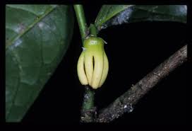 Image result for isolona lebrunii