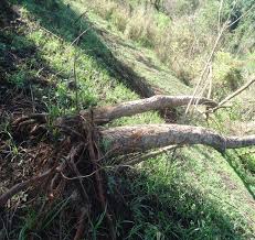 Image result for Vernonia thomsoniana