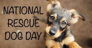 While we should appreciate these little wonders every day, the national puppy day is only about them! National Rescue Dog Day Ways To Celebrate And Shelter Dog Facts