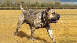 27,307 likes · 49 talking about this. The Dog That Reached A Monstrous Power Presa Canario Youtube