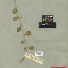 Image result for Lophiocarpus polystachyus