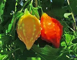 Image result for Momordica jeffreyana