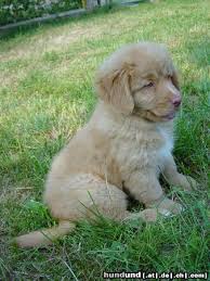 Unsere welpen erhalten immer mit der übergabe einen impfausweis und eine tierärztliche gesundheitsbestätigung. Nova Scotia Duck Tolling Retriever Little River Duck Dog Foto 11649 Hundund De