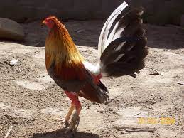 Galpon Pitusho Tarapoto Peru Chicken Breeds Pretty Birds Chickens And Roosters