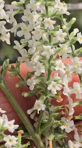 Image result for Chironia gratissima