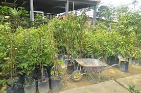 Semasa arwah hidup sempat kami merasa buah durian anak beranak. 6 Cara Memilih Benih Pokok Durian Wajib Diketahui Bukit Tapah Durian Orchard
