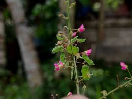 Image result for Pseudarthria