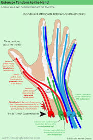 Picturing Medicine Picturing Md Iphone Android Apps Anatomy Medical Anatomy Human Anatomy And Physiology