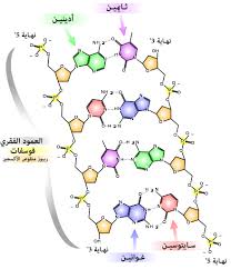 مادة wikiwand