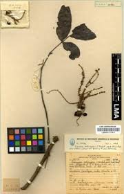 Image result for Lannea schimperi