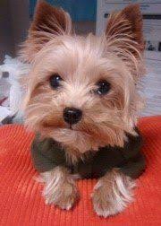 Buying a yorkiepoo puppy is not a. Clothing For Yorkshire Terriers Tiny And Extra Small