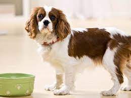 There Is Only One Way To Diagnose A Food Allergy And That Is By Putting Your Pet On An Elimination Diet Find Out Exa Food Animals Puppy Food Dog Food Recipes