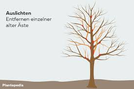 Jetzt sind wir mit dem bäume richtig fällen schon ein gutes stück voran gekommen. Ahorn Schneiden Anleitung In 5 Schritten Ahornbaum
