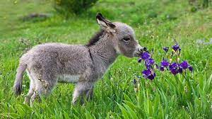 Check spelling or type a new query. Cute Baby Donkeys Compilation Youtube