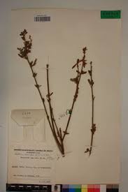 Image result for Crotalaria lachnophora