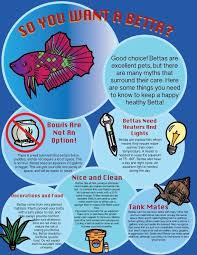 Betta Fish Tank Size How Big Should A Betta Fish Tank Be Betta Fish Tank Betta Fish Care Fish Tank Sizes