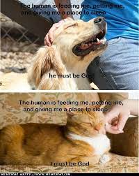 The Difference Cat Vs Dog Cat Quotes Funny Funny Cat Memes