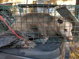 Get directions, reviews and information for mike's termite & pest control in raceland, la. 25 Best Pest Control Service Near Harvey Louisiana Facebook Last Updated Nov 2020