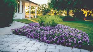 Deer resistant, drought tolerant, rabbit resistant, heat tolerant, low maintenance. For Our Growing Love Of Plants Home In Canada