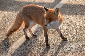 Maybe you would like to learn more about one of these? How To Stop Foxes Digging In Your Garden Empire Pest Control London