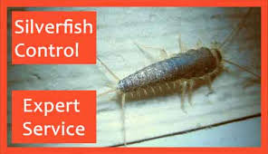 Pest control services in sydney for bed bugs. Pest Control Woodville Hassle Free Flea Ant Control Solutions