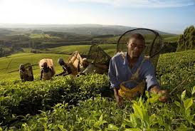 Assamica and camellia sinensis var. Tea Plantations Of The Southern Highlands Journeys By Design
