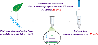 We here present a novel nitroxide spin label‐containing rna triphosphate tpt3 no and its application for site‐specific spin labeling of rna via in vitro transcription using an expanded genetic alphabet. Plants Free Full Text The Challenge For Rapid Detection Of High Structured Circular Rna Assay Of Potato Spindle Tuber Viroid Based On Recombinase Polymerase Amplification And Lateral Flow Tests Html